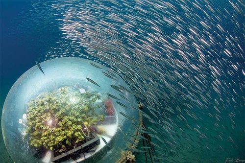 Vườn nhà kính dưới biển đầu tiên trên thế giới