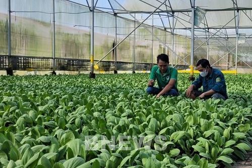 Bà Rịa-Vũng Tàu: Mới có ít hợp tác xã thực hiện liên kết sản xuất