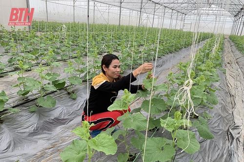 Nga Sơn phát triển kinh tế hộ