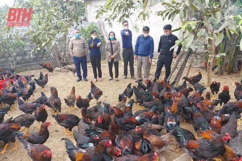 Hiệu quả mô hình chăn nuôi gà thịt lông màu gắn với tiêu thụ sản phẩm
