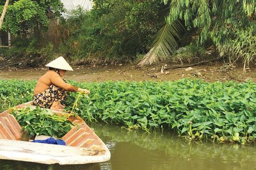 Trồng rau muống làm từ thiện