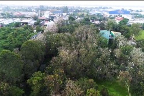Vườn chim giữa lòng đô thị