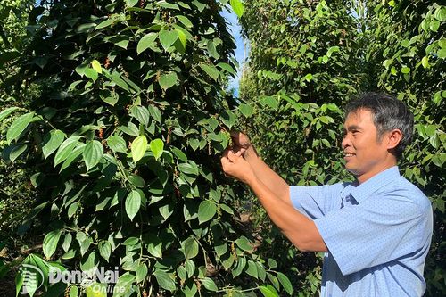 Cẩm Mỹ thuộc tốp đầu của Đồng Nai về diện tích cây công nghiệp