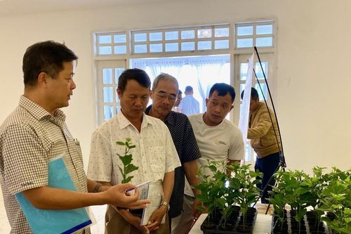 Gia Lai: Ưu tiên phát triển các nhóm ngành công nghiệp có lợi thế