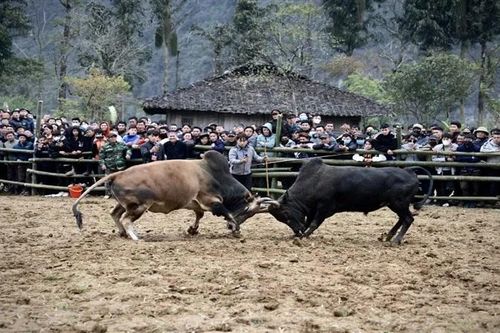Ấn tượng Ngày hội văn hóa dân tộc H'Mông - Mùa hoa lê, huyện Bảo Lạc, tỉnh Cao Bằng