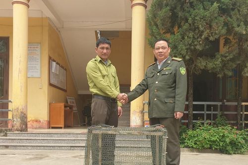 Hạt Kiểm lâm Văn Bàn tiếp nhận và bàn giao cá thể khỉ mặt đỏ quý, hiếm