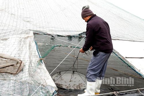 Nông dân Kim Sơn thu nhập khá nhờ mở rộng diện tích nuôi tôm vụ đông