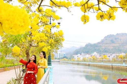 Hoa Phong Linh rực rỡ sắc vàng