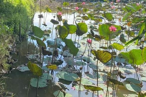 Nhiều dự án kinh tế cho nông dân