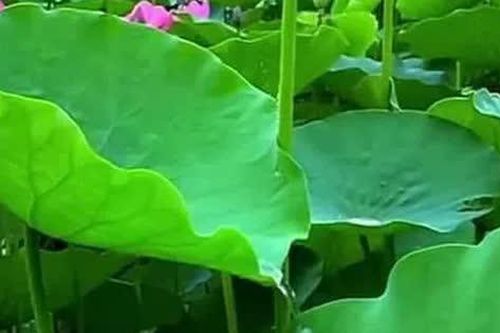 Chuyện Khó Tin có thật