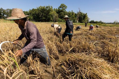 Nạn lúa ma hoành hành tại châu Á đe dọa năng suất lương thực