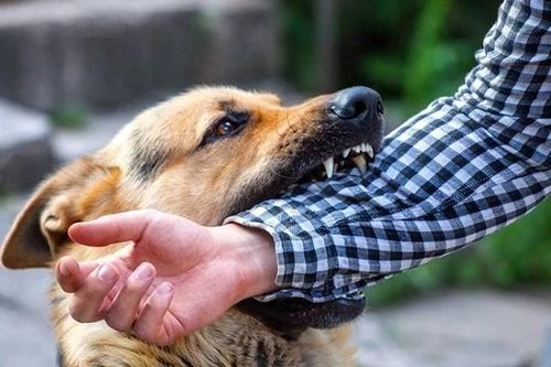 7 người ở Phú Yên bị chó dại cắn