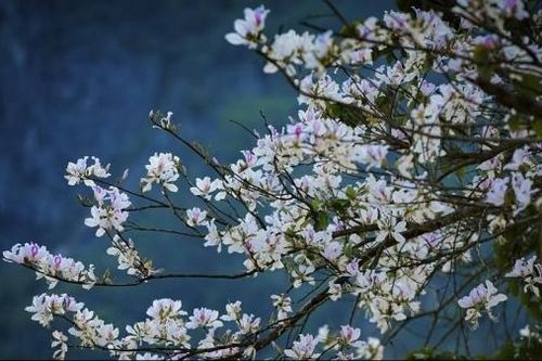 Điện Biên: Tan chảy với miền hoa ban nở rộ trên khắp cung đường thơ mộng, quanh co