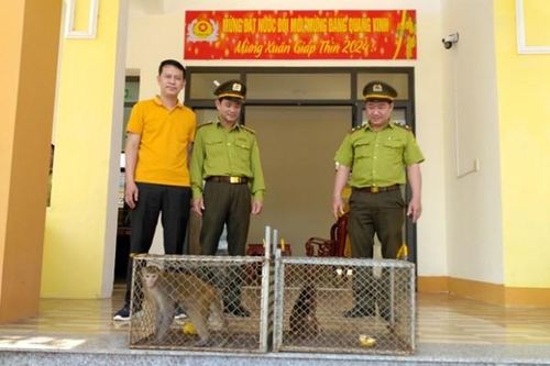 Vườn Di sản Phong Nha tiếp nhận 3 con khỉ quý hiếm