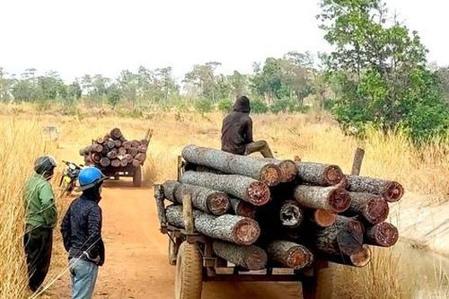 Khởi tố vụ lâm tặc đe dọa lực lượng chức năng ở Gia Lai