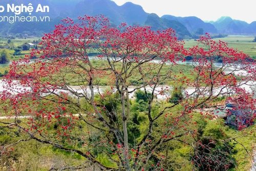 Đẹp nao lòng mùa hoa gạo nơi miền Tây xứ Nghệ