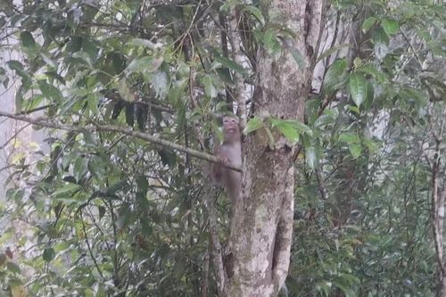 Quảng Bình: Tiếp nhận, cứu hộ nhiều động vật hoang dã, quý hiếm