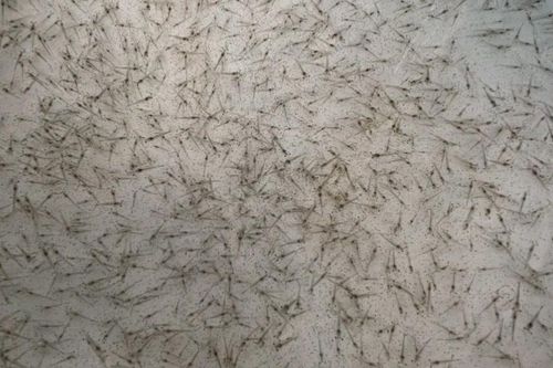 Liên tiếp phát hiện các vụ vận chuyển tôm giống không rõ nguồn gốc