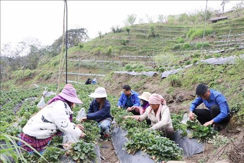 Thanh niên dân tộc thiểu số khởi nghiệp với trồng dâu tây, chanh leo