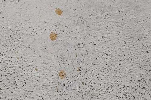 Một thành phố Nhật Bản phát cảnh báo do một con mèo tiếp xúc với hóa chất nguy hiểm