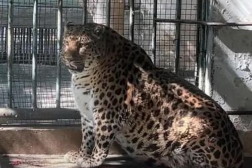 Vườn thú Trung Quốc gây tranh cãi vì để động vật béo phì