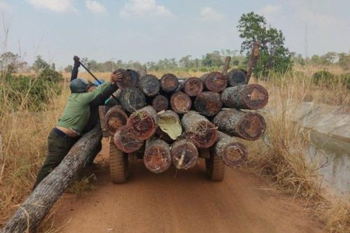 Gia Lai: Khởi tố vụ phá rừng tại xã biên giới