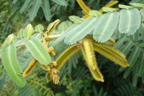 Loài cây cực nguy hiểm, có độc gây chết người mọc nhiều ở Việt Nam