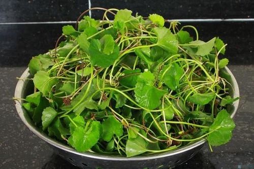 Loại rau vừa đắng vừa chát ai cũng chê, nhưng lại là 'bảo dược' chữa nhiều bệnh, phụ nữ nên dùng để giảm mụn