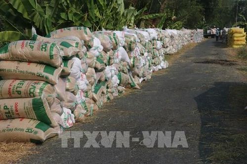 Đẩy mạnh cho vay thu mua lúa, gạo khu vực Đồng bằng sông Cửu Long