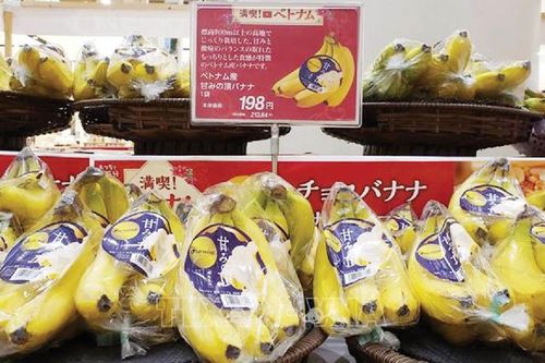 Diễn đàn Chuối Thế giới khai mạc hội nghị toàn cầu giữa nhiều thách thức