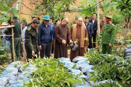 Lào Cai: Bàn giao 52.000 cây quế giống tại buổi phát động 'Chung sức xây dựng nông thôn mới'