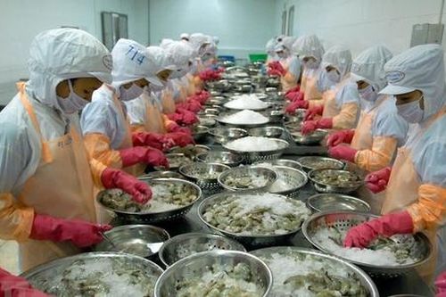 Xuất khẩu tôm đón cơ hội lớn khi Việt Nam - Australia nâng cấp quan hệ lên Đối tác Chiến lược toàn diện