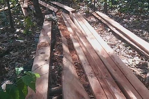 Khởi tố vụ phá rừng quy mô lớn đêm giao thừa