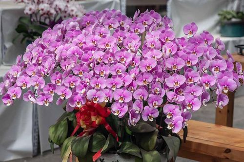 Bí quyết chọn lan hồ điệp bền, đẹp