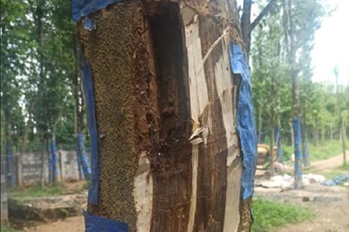Hiện đại hóa sản xuất tinh dầu trầm hương mang giá trị 'triệu đô' cho cây dó bầu