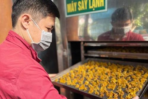Trà hoa vàng - Cây 'thoát nghèo' của người dân vùng núi