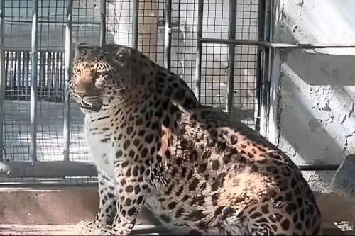 Sở thú ở Trung Quốc gây tranh cãi vì để động vật béo phì