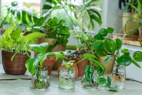 8 loài cây cảnh trồng được trong nước siêu dễ trồng