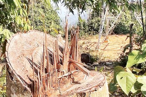 Điều tra, xử lý nghiêm vụ phá rừng làm đường dây tải điện tại Quảng Nam