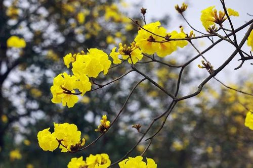 Mùa hoa Phong Linh ở Hà Nội đã bắt đầu