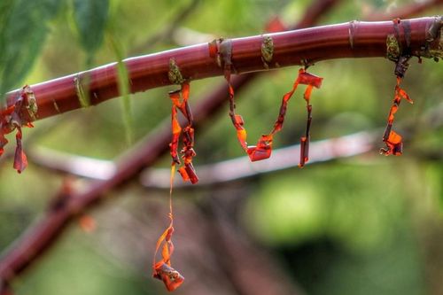 Loài cây độc dị như được đúc bằng đồng, đặc trưng của Tây Tạng