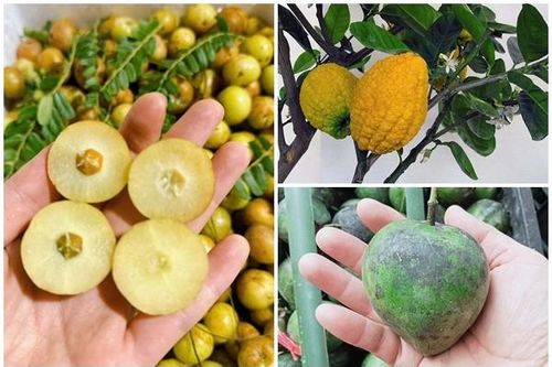 3 loại quả xưa 'rụng đầy gốc' giờ thành đặc sản 'đắt như vàng'