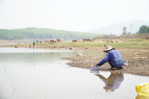 Cào hến mưu sinh ở hồ thủy lợi Đăk Yên
