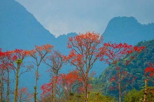Đẹp nao lòng những chùm hoa gạo đỏ rực vùng quê xứ Nghệ