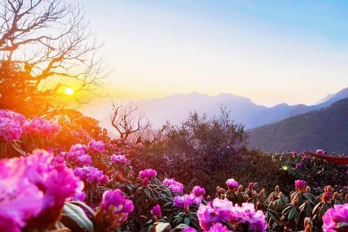 Khám phá hoa đỗ quyên tuyệt đẹp ở Lai Châu