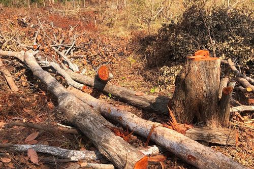 Yêu cầu điều tra, xử lý nghiêm vụ phá rừng ở Mang Yang
