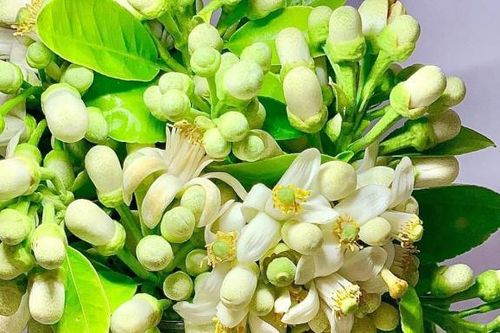 Tác dụng bất ngờ của hoa bưởi đối với cơ thể