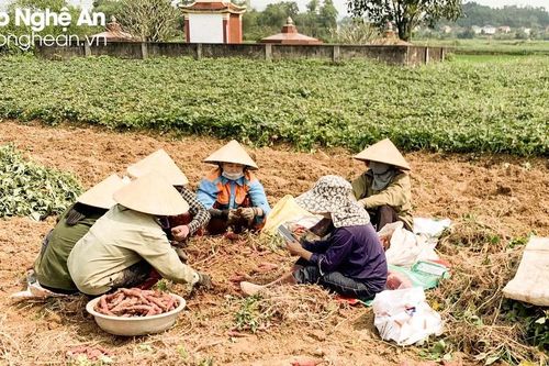 Rao bán trên mạng, khoai lang Anh Sơn 'đắt hàng'