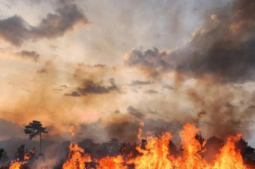 Lâm Đồng: Cháy rừng ở thành phố Bảo Lộc, hàng trăm cây thông bị thiêu rụi