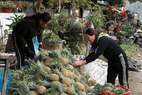 Nông dân phấn khởi bởi dứa được mùa, được giá